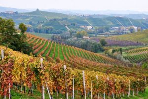 vitigno Barolo Langhe