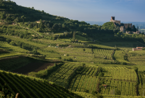 Paesaggio con vitigni