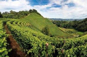 Vigneto Barolo Langhe