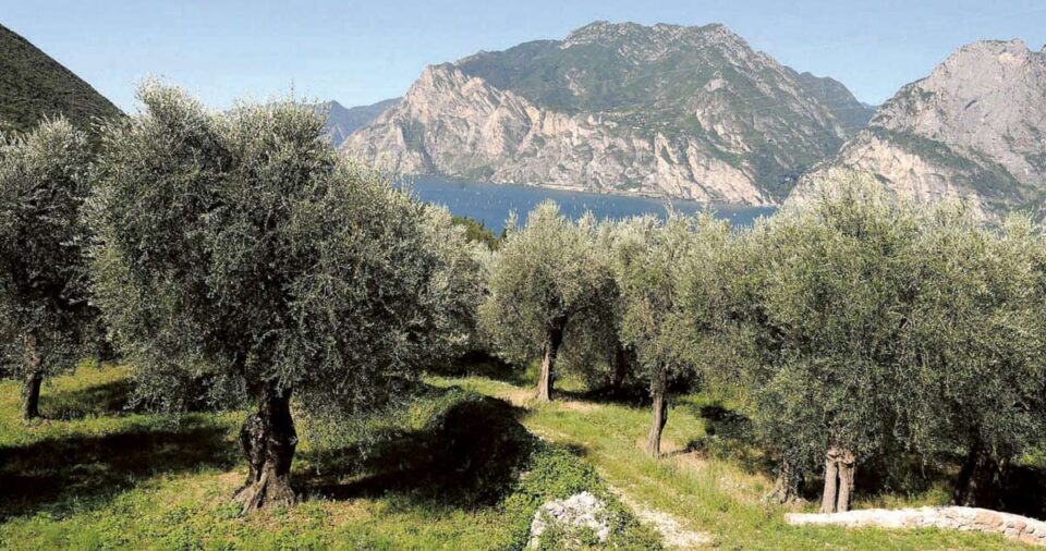 La cantina  Madonna delle Vittorie