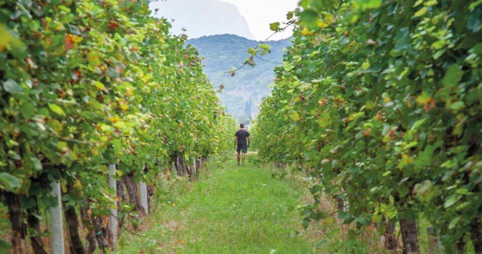 La cantina  Madonna delle Vittorie