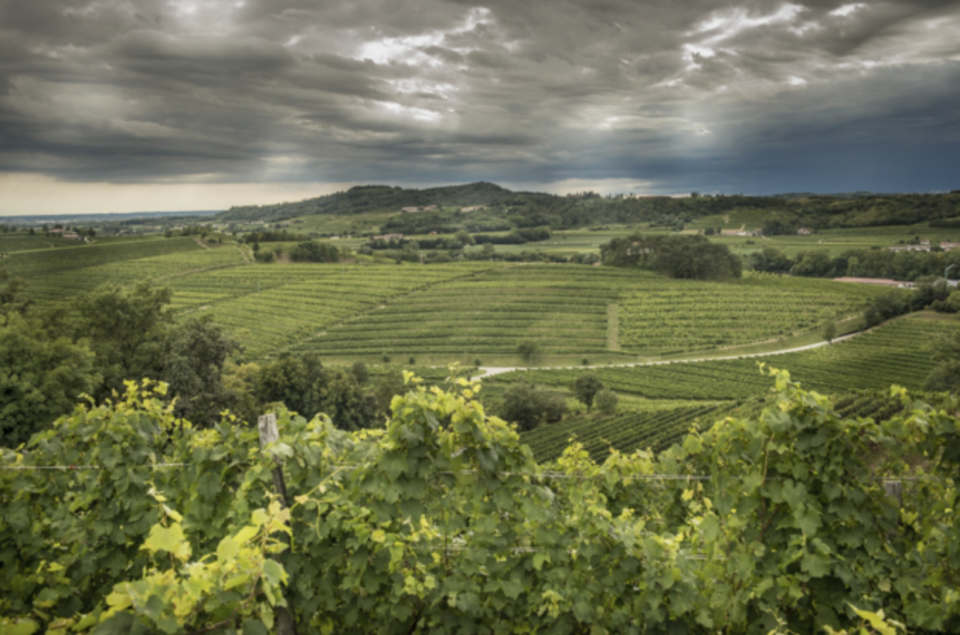 Enolike - Rodaro la cantina in friuli