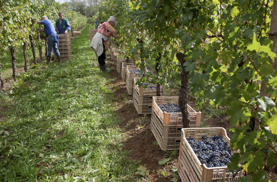 Enolike - Rodaro la cantina in friuli