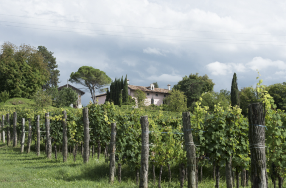 Enolike - Rodaro la cantina in friuli