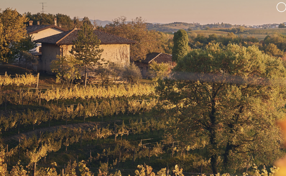 Enolike - Ferruccio Sgubin cantina in friuli venezia Giulia